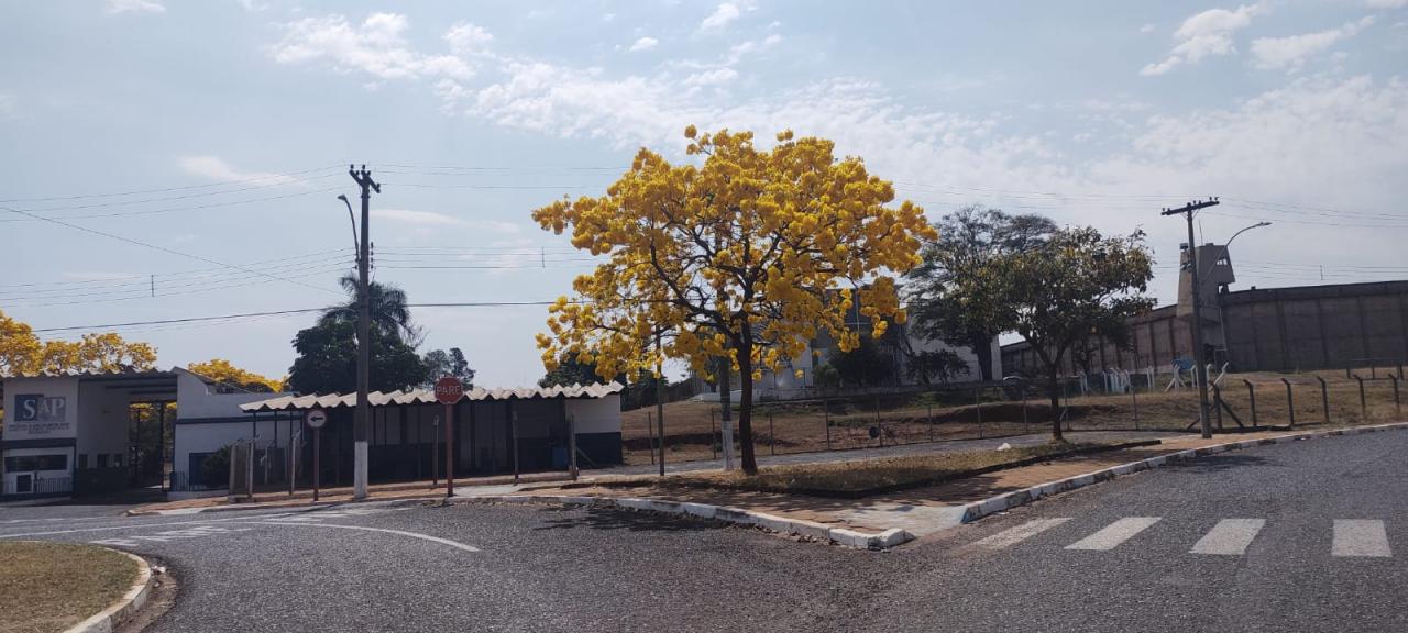 Foto 5 de 31 — Florada dos ipês dá novo colorido a Araraquara e internautas enviam fotos; veja